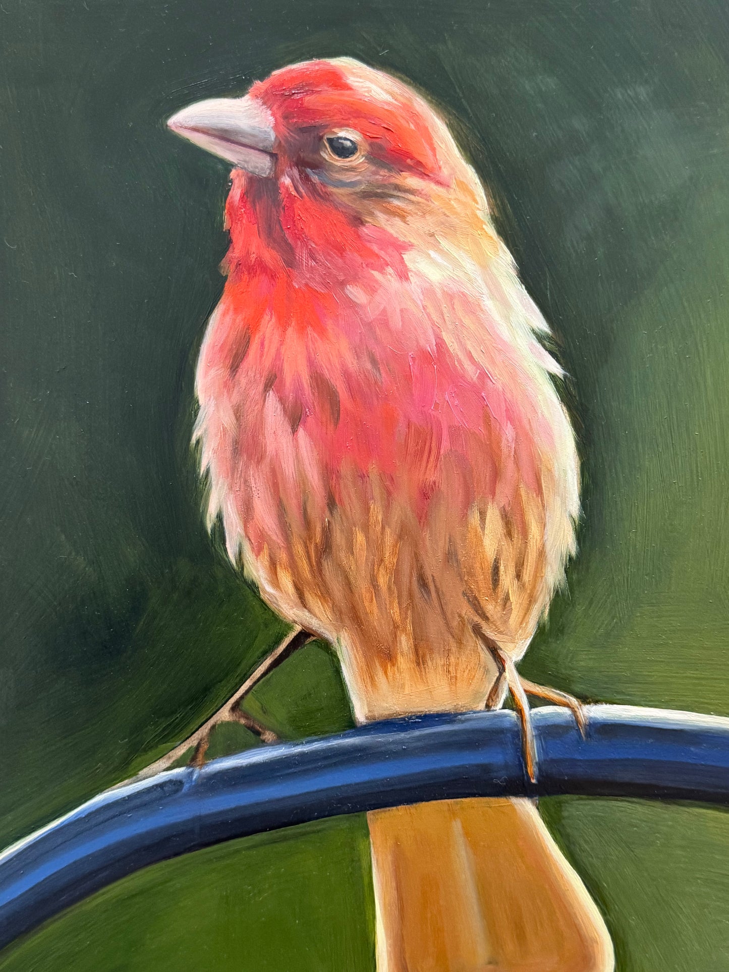 Bird Series - Prints Only