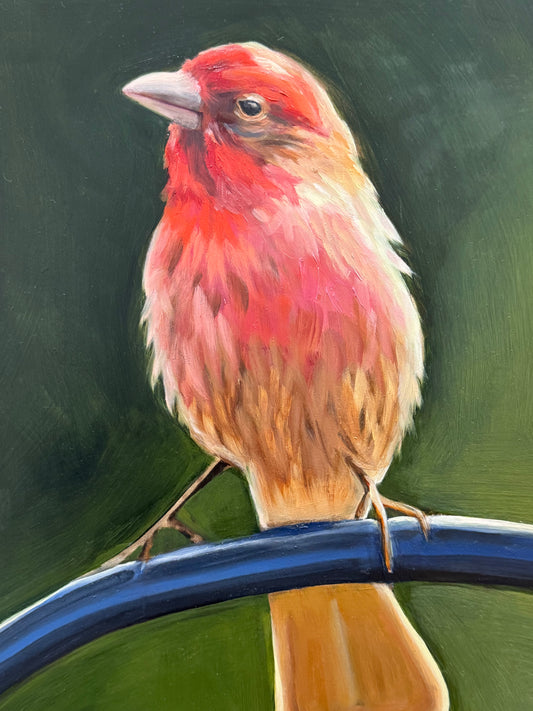Bird Series - Prints Only